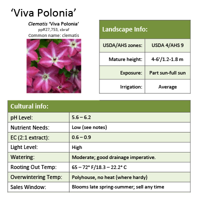 Preview of ‘Viva Polonia’ Clematis grower sheet PDF