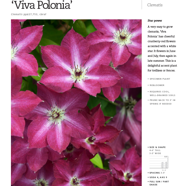 Preview of ‘Viva Polonia’ Clematis spec sheet PDF