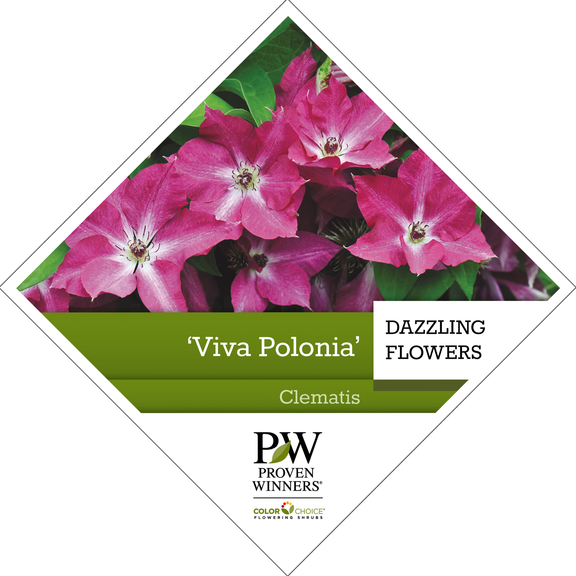 Preview of ‘Viva Polonia’ Clematis PDF