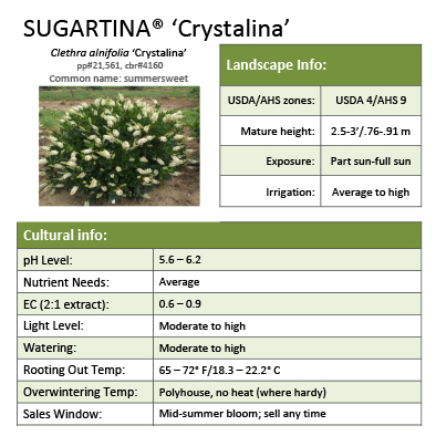 Preview of Sugartina® ‘Crystalina’ Clethra grower sheet PDF