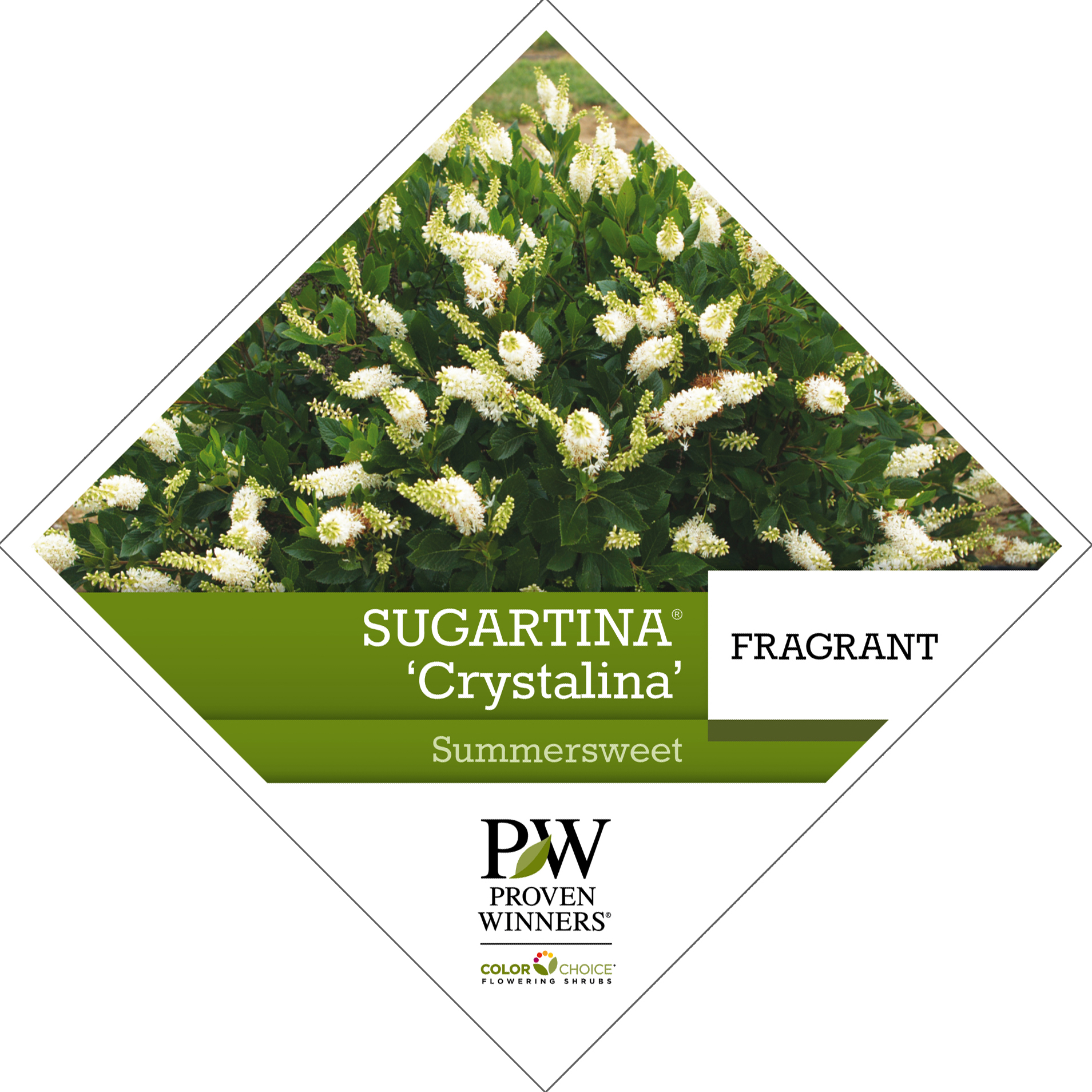 Preview of Sugartina® ‘Crystalina’ Clethra PDF