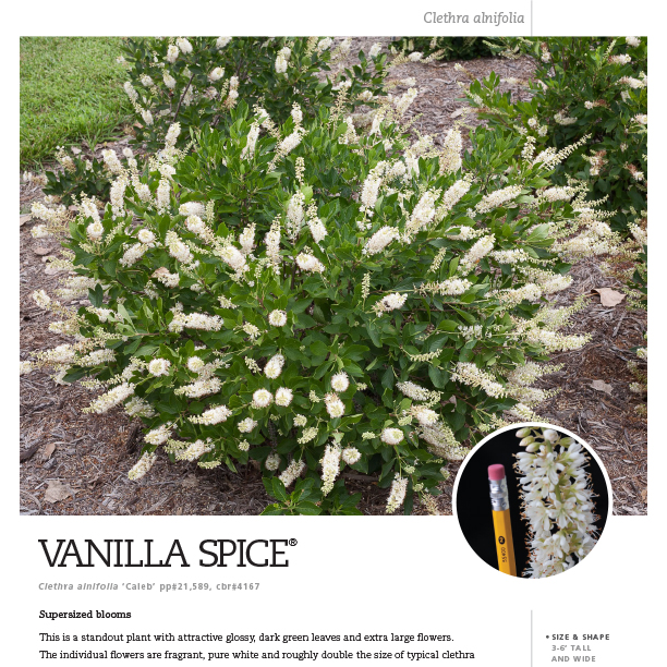 Preview of Vanilla Spice® Clethra spec sheet PDF