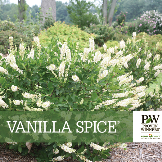 Preview of Vanilla Spice® Clethra benchcard PDF