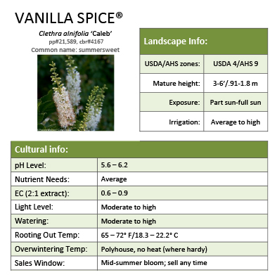 Preview of Vanilla Spice® Clethra grower sheet PDF