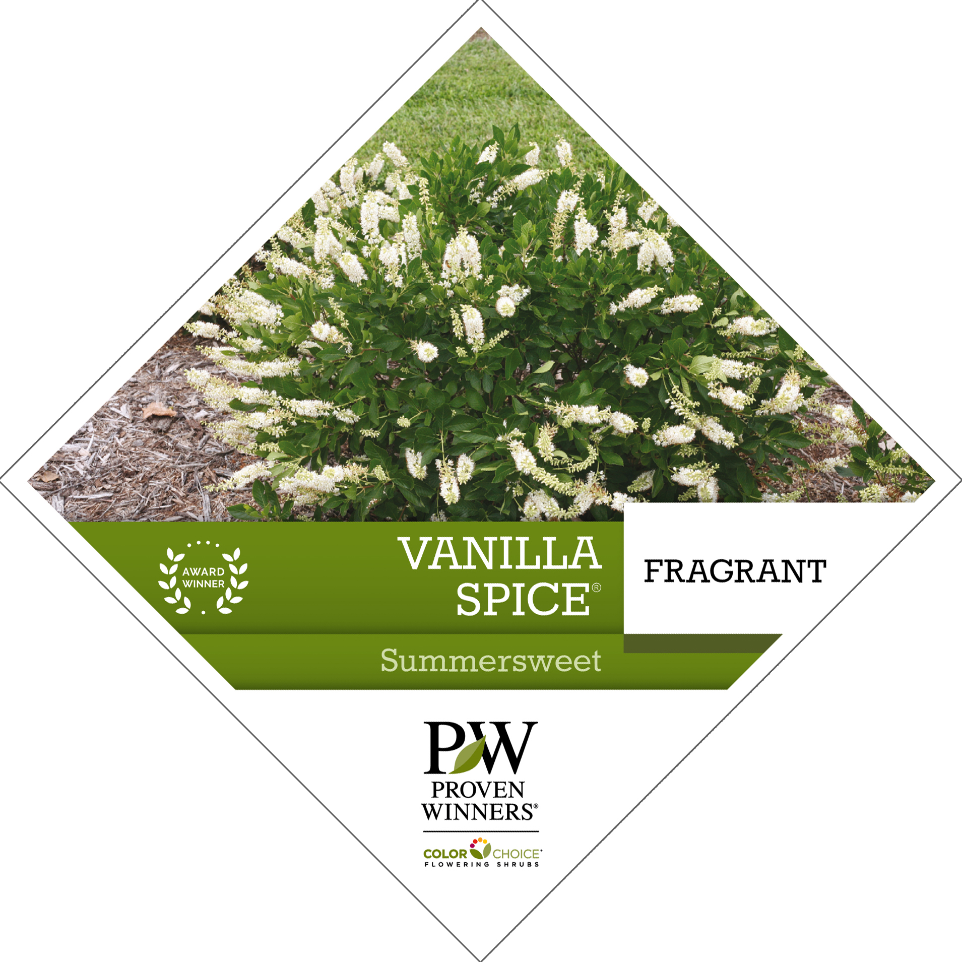 Preview of Vanilla Spice® Clethra PDF