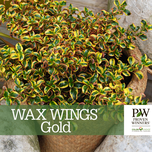 Preview of Wax Wings™ Gold Coprosma Benchcard PDF