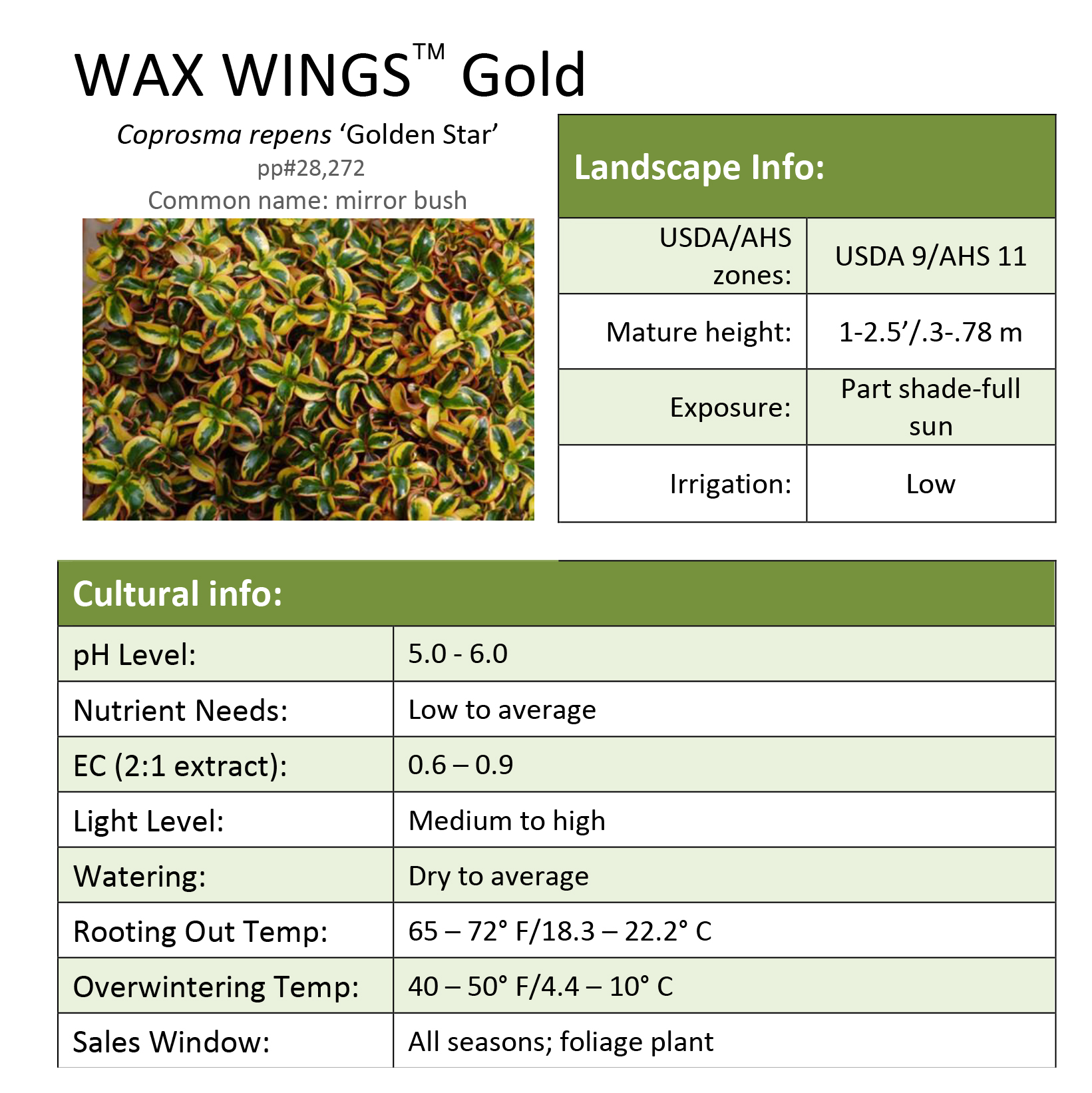 Preview of Wax Wings™ Gold Coprosma Grower Sheet PDF
