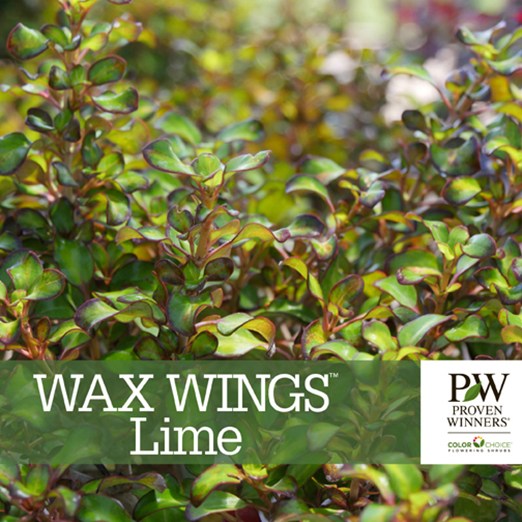 Preview of Wax Wings™ Lime Coprosma Benchcard PDF