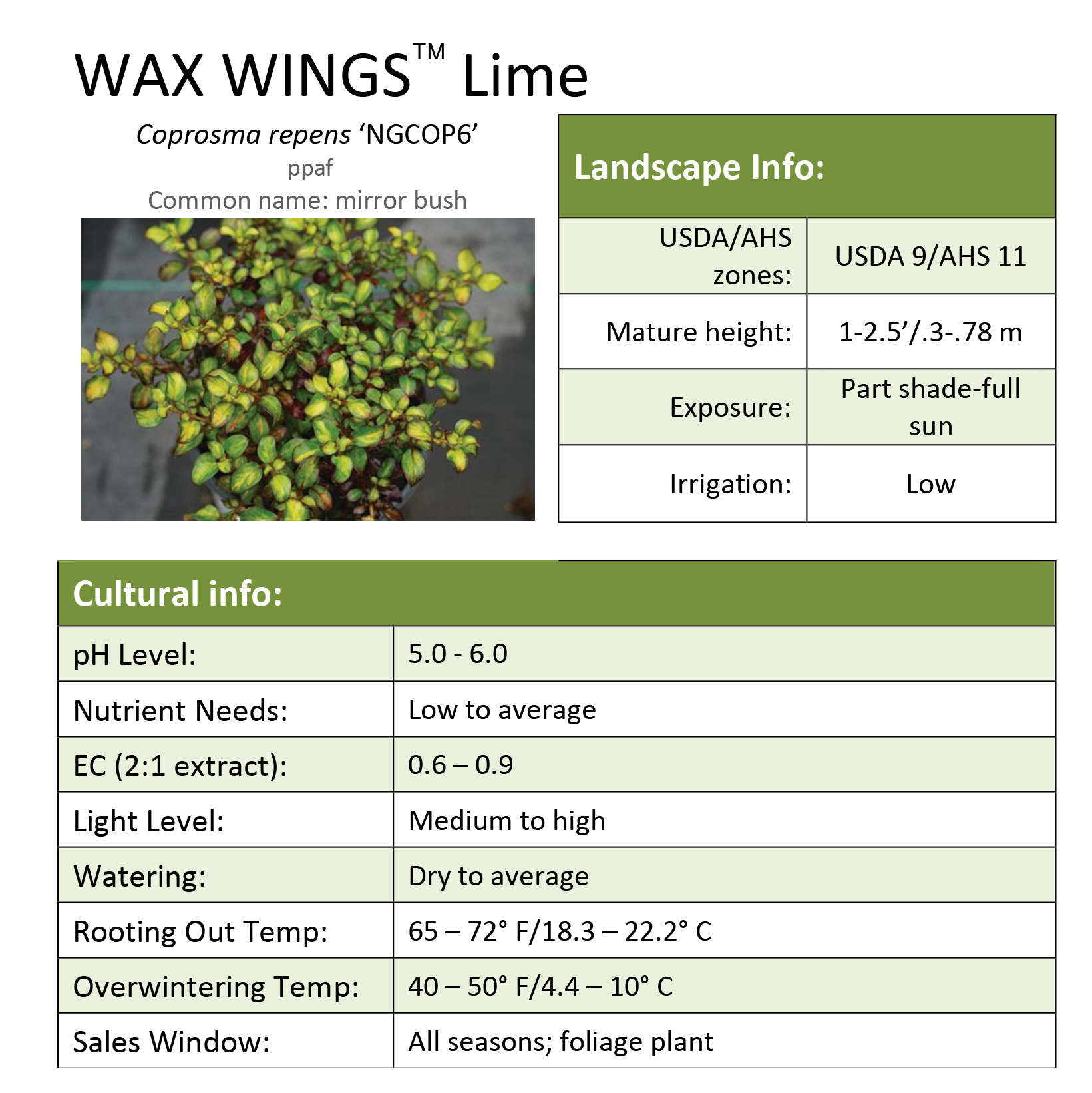 Preview of Wax Wings™ Lime Coprosma Grower Sheet PDF
