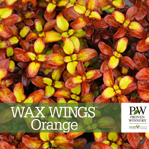 Preview of Wax Wings™ Orange Coprosma Benchcard PDF
