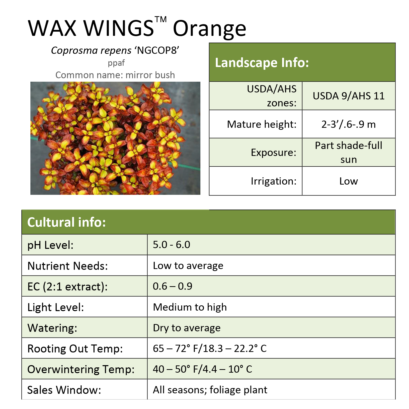 Preview of Wax Wings™ Orange Coprosma Grower Sheet PDF