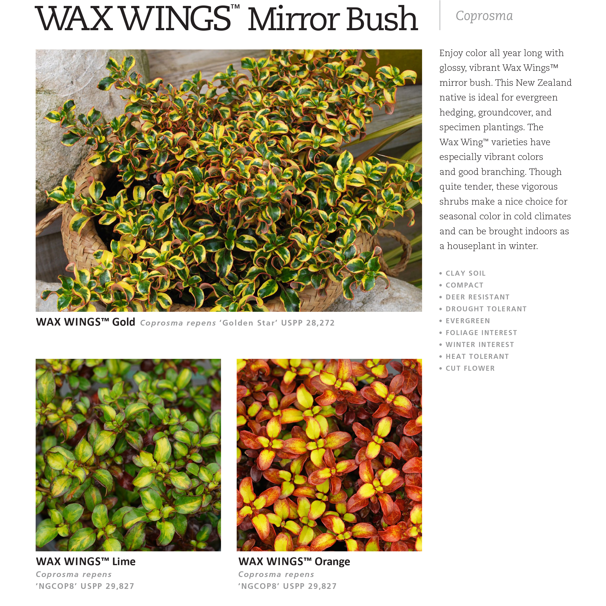 Preview of Wax Wings™ Coprosma Series Spec Sheet PDF