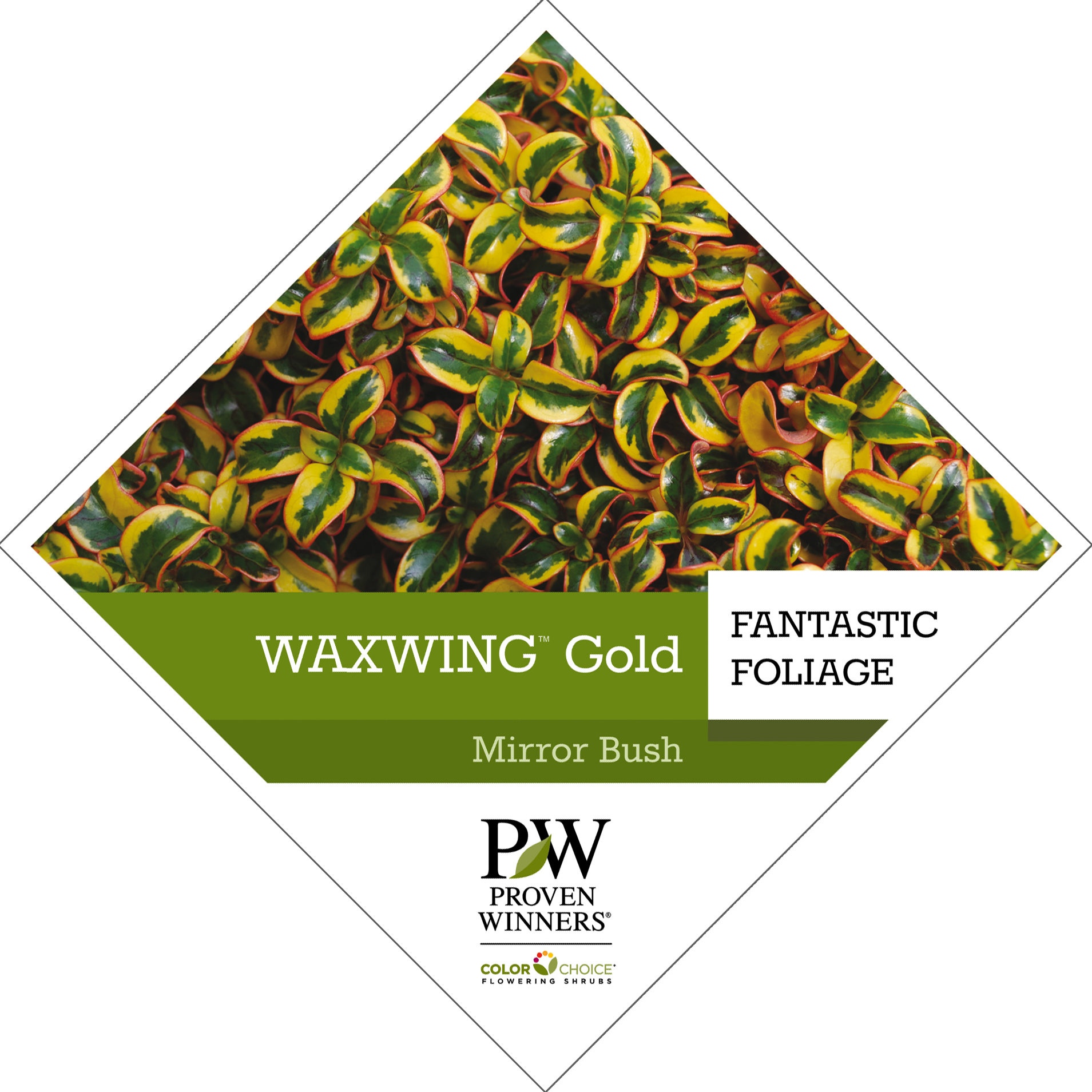 Preview of Waxwing™ Gold Coprosma Tag PDF