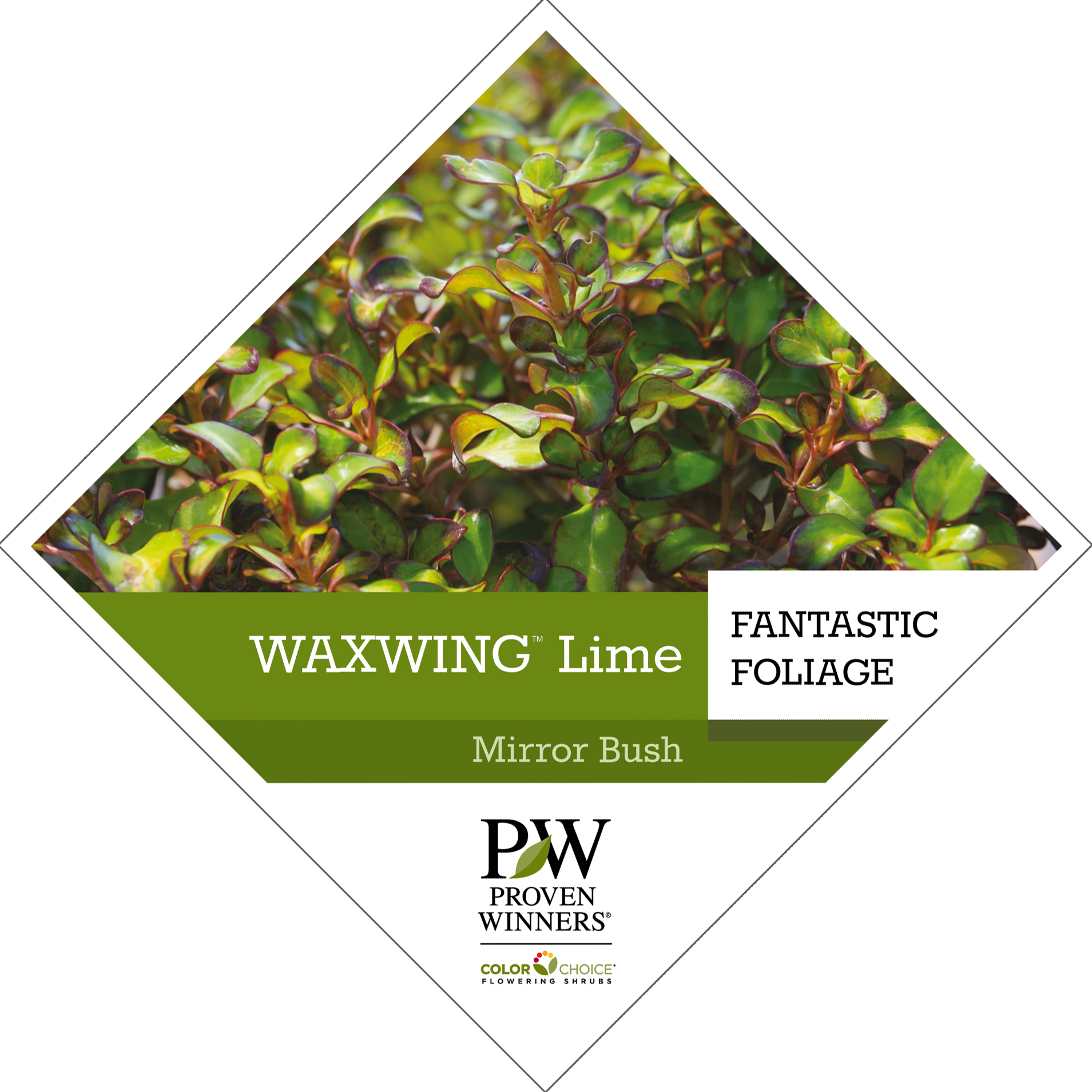 Preview of Waxwing™ Lime Coprosma Tag PDF