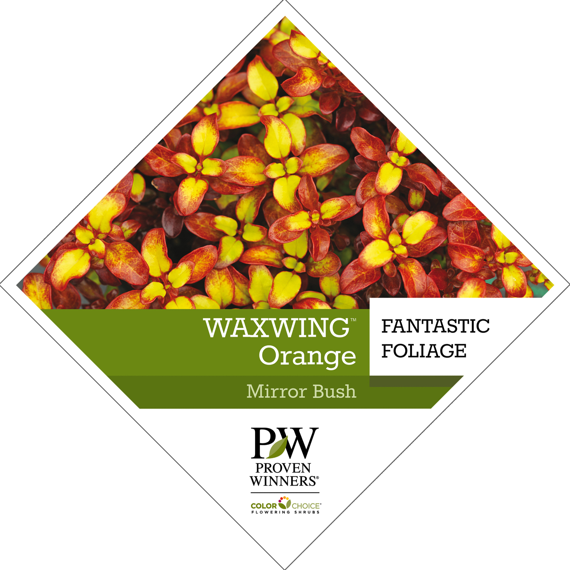 Preview of Waxwing™ Orange Coprosma Tag PDF