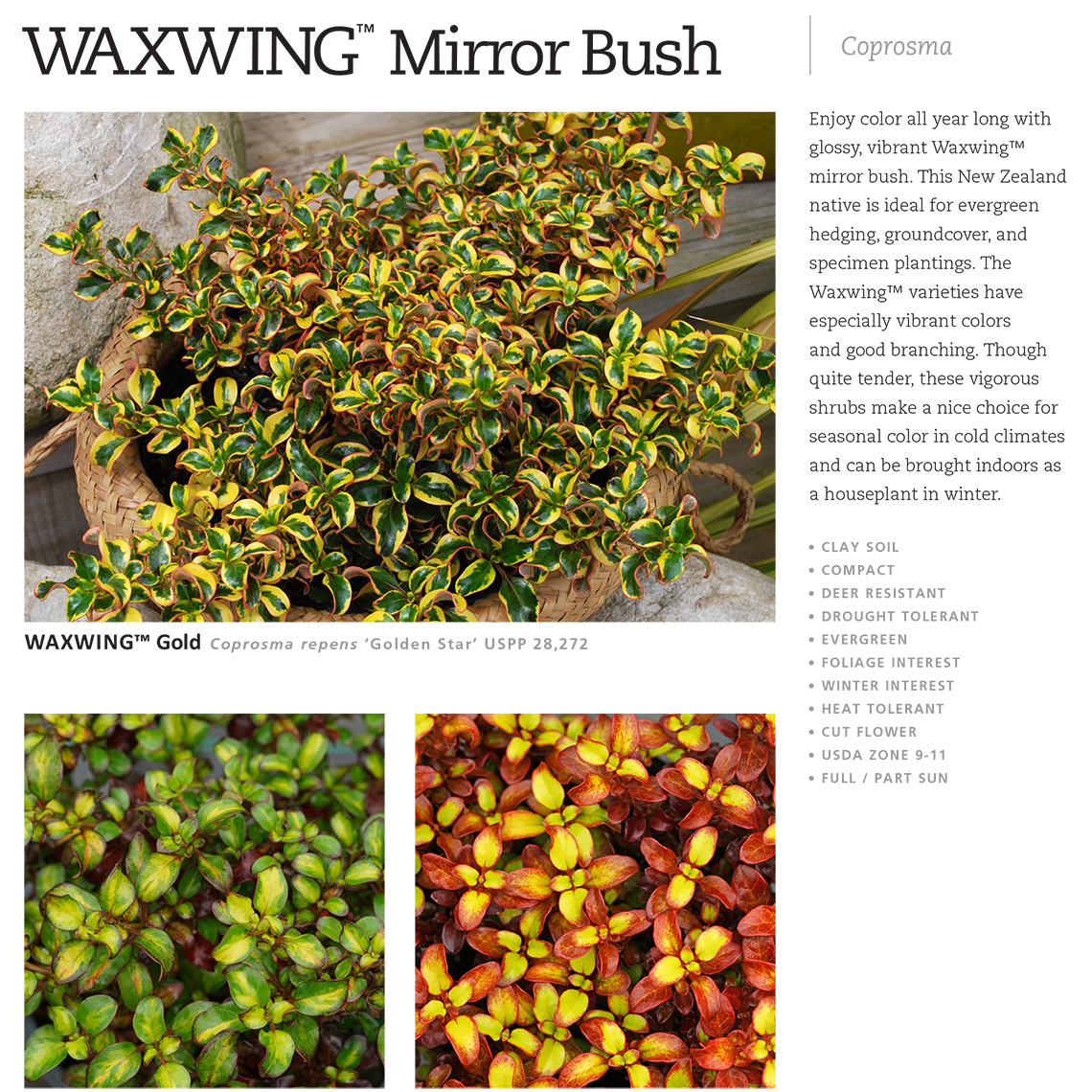 Preview of Waxwing™ Coprosma spec sheet PDF