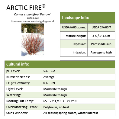 Preview of Arctic Fire® Cornus grower sheet PDF