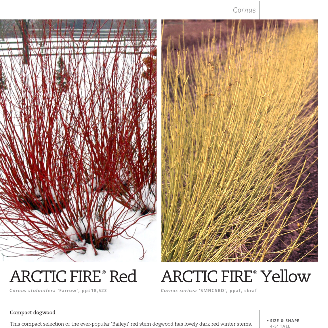 Preview of Arctic Fire® Cornus spec sheet PDF