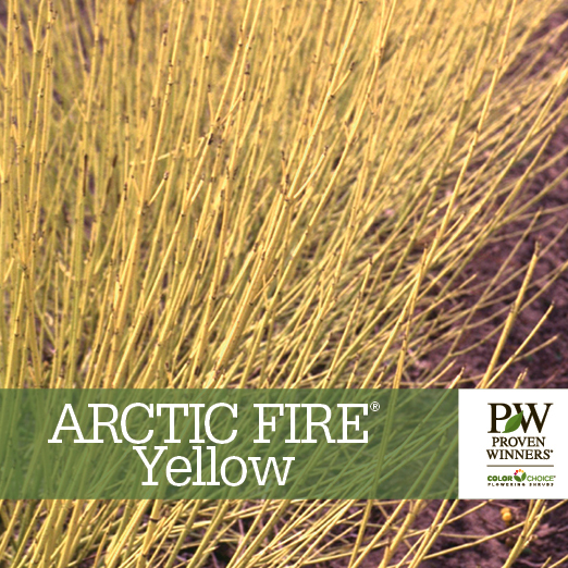 Preview of Arctic Fire® Yellow Cornus Benchcard PDF