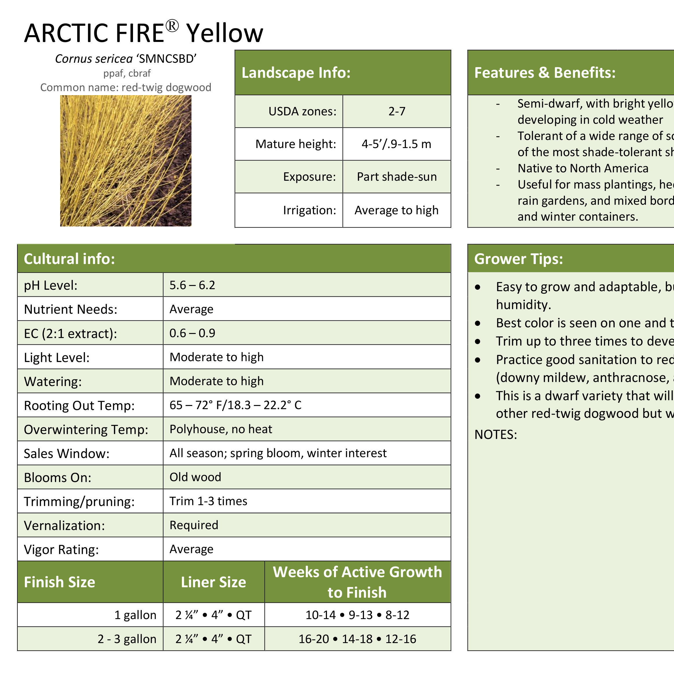 Preview of Arctic Fire® Yellow Dogwood Professional Grower Sheet PDF