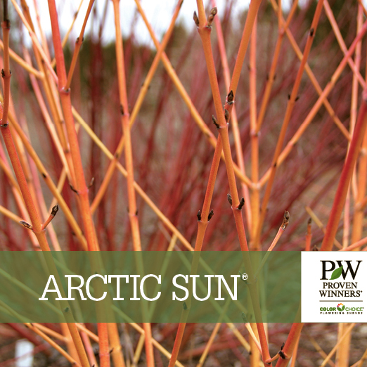 Preview of Arctic Sun® Cornus benchcard PDF