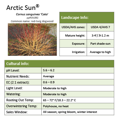 Preview of Arctic Sun® Cornus grower sheet PDF