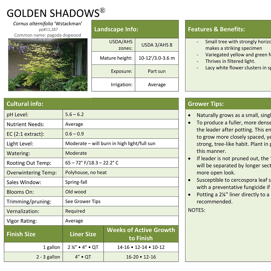Preview of Golden Shadows Cornus Grower Sheet PDF