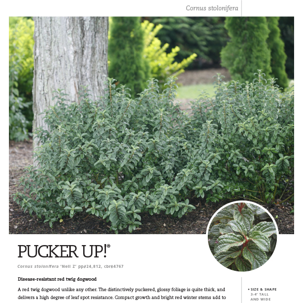Preview of Pucker Up!® Cornus PDF