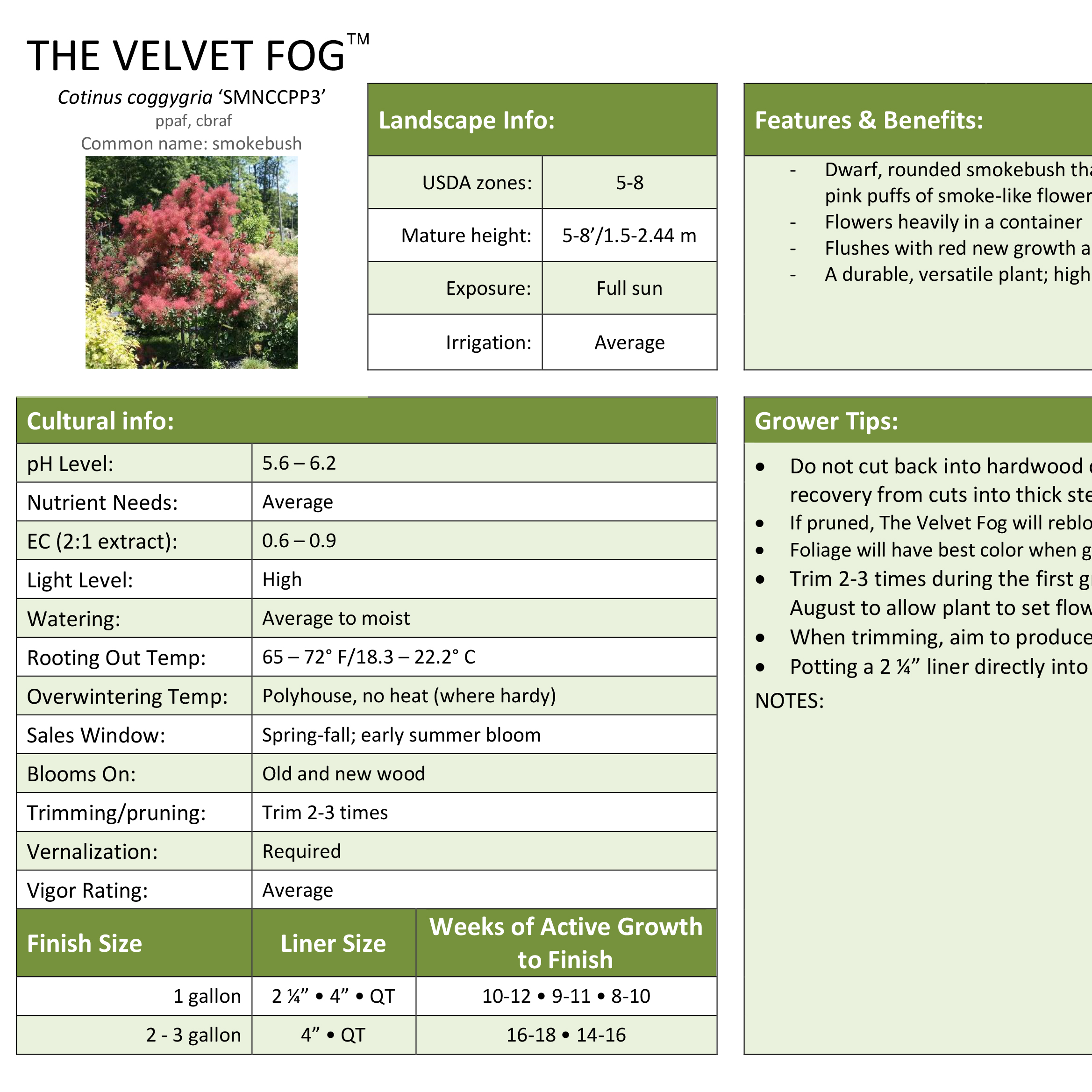Preview of The Velvet Fog® Smokebush Professional Grower Sheet PDF