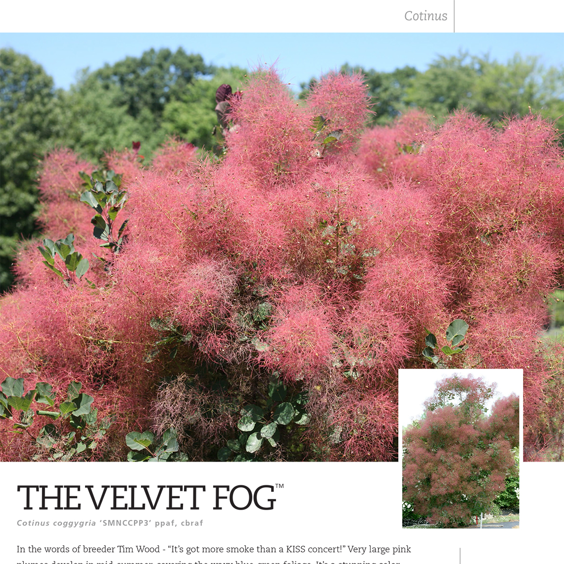 Preview of The Velvet Fog® Cotinus spec sheet PDF
