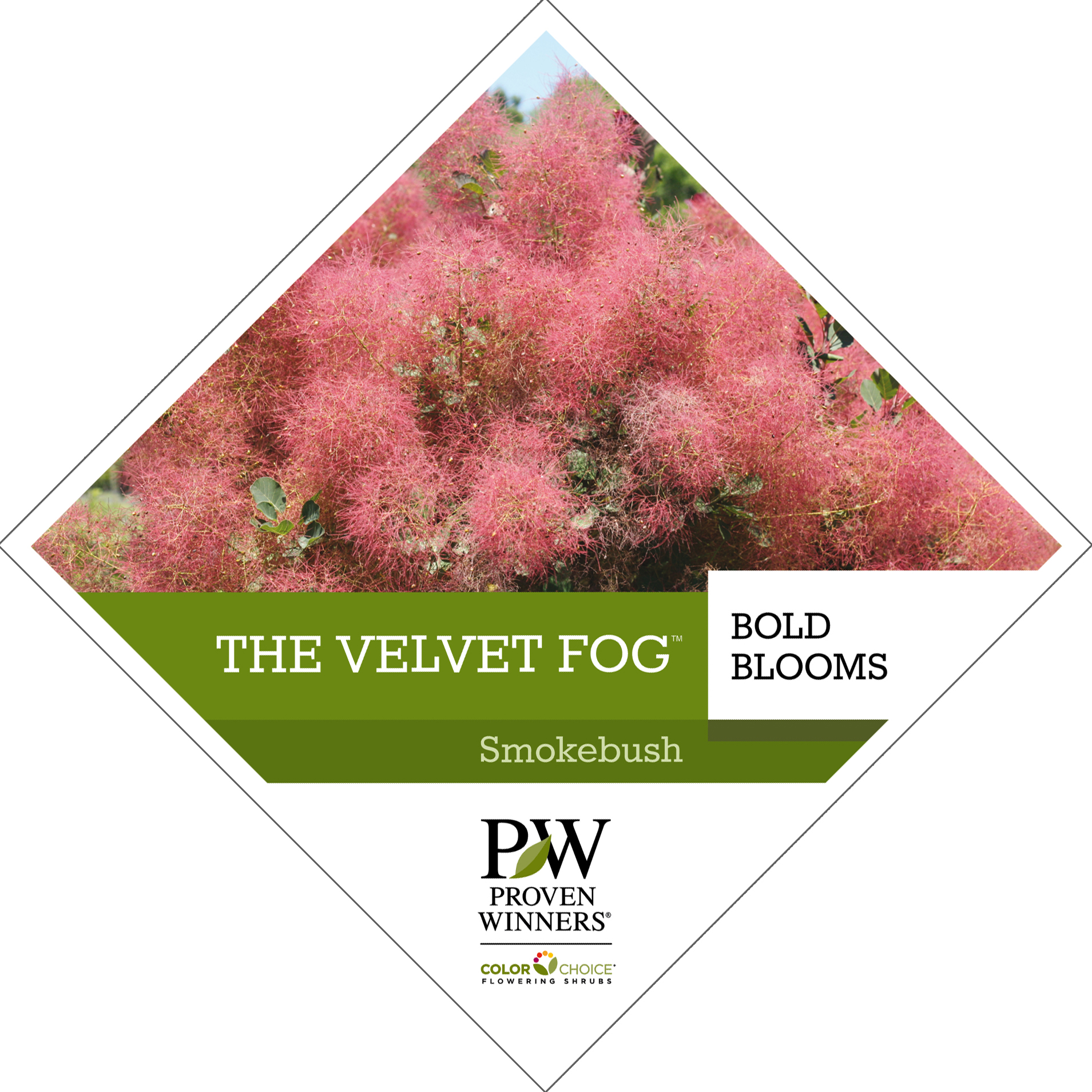 Preview of The Velvet Fog® Cotinus Tag PDF