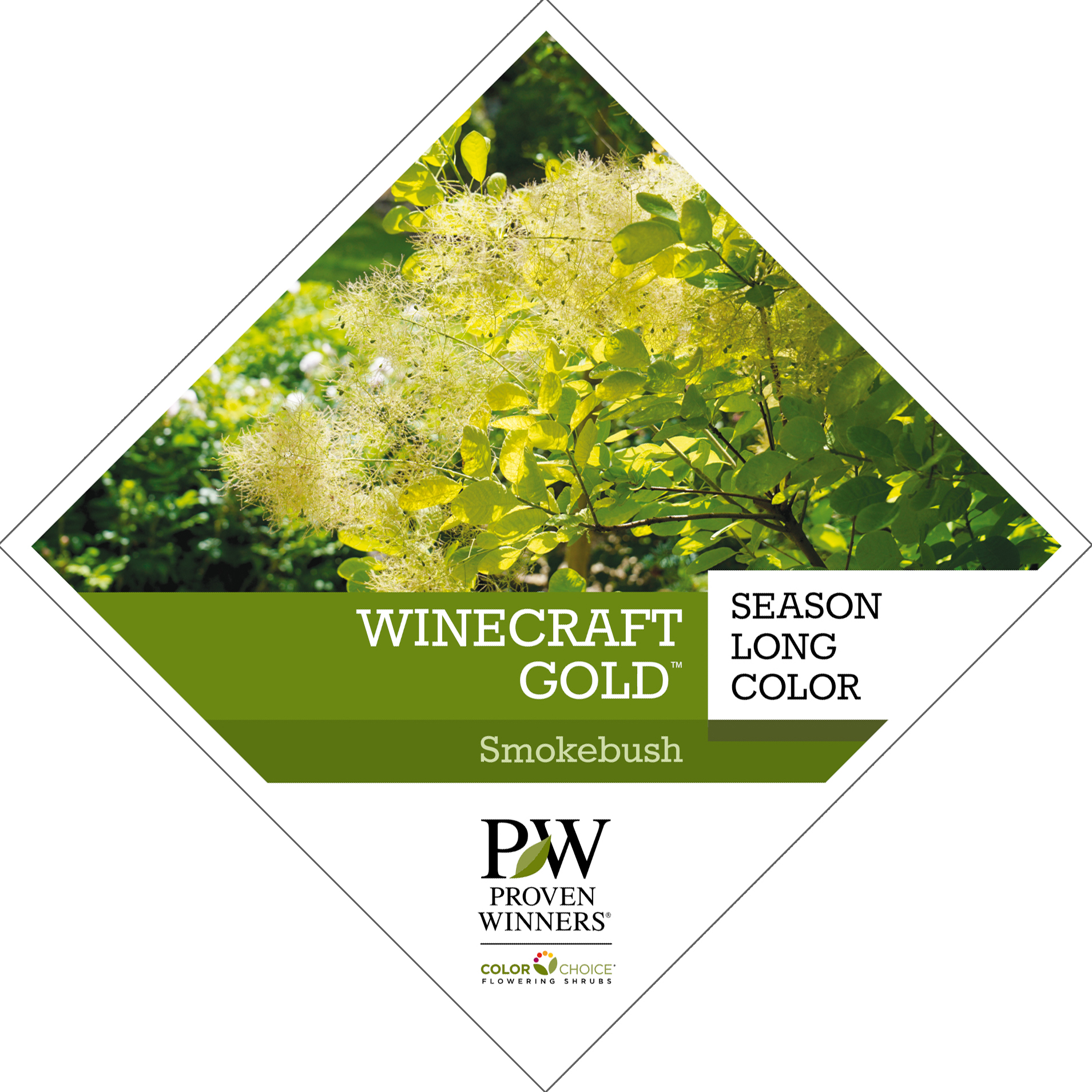 Preview of Winecraft Gold® Cotinus Tag PDF