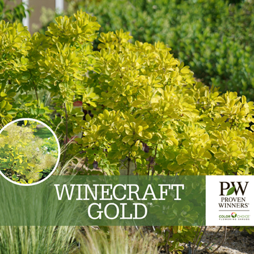 Preview of Winecraft Gold® Cotinus Benchcard PDF
