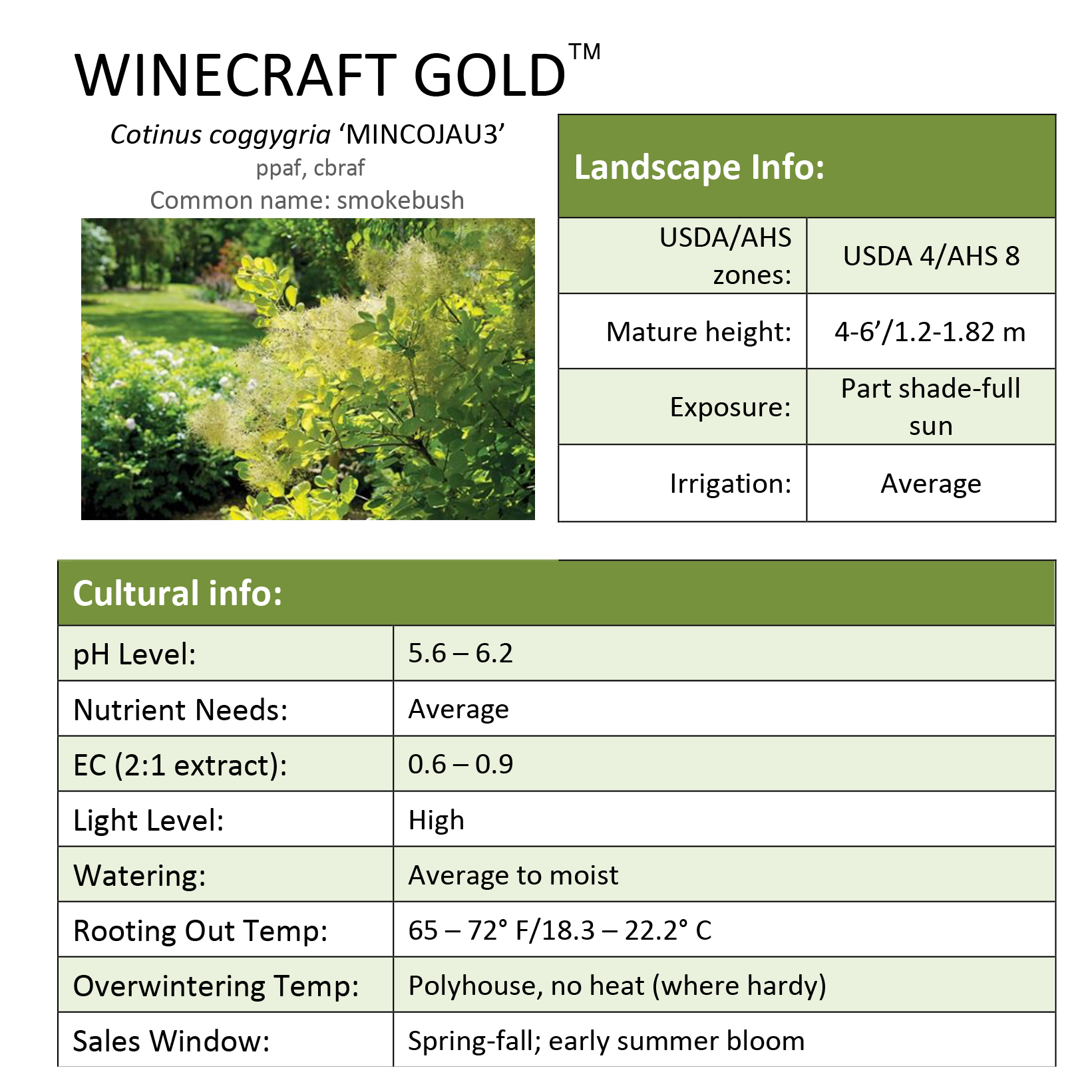 Preview of Winecraft Gold® Cotinus Grower Sheet PDF