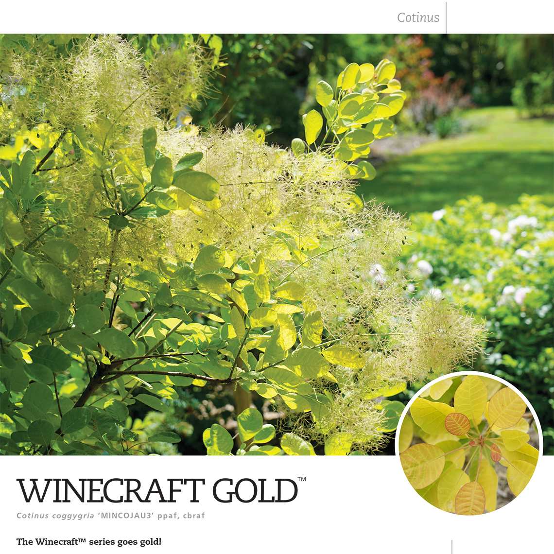 Preview of Winecraft Gold® Cotinus Spec Sheet PDF