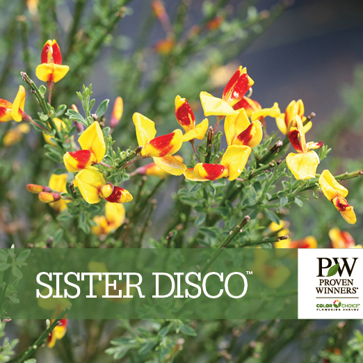 Preview of Sister Disco® Cytisus  PDF