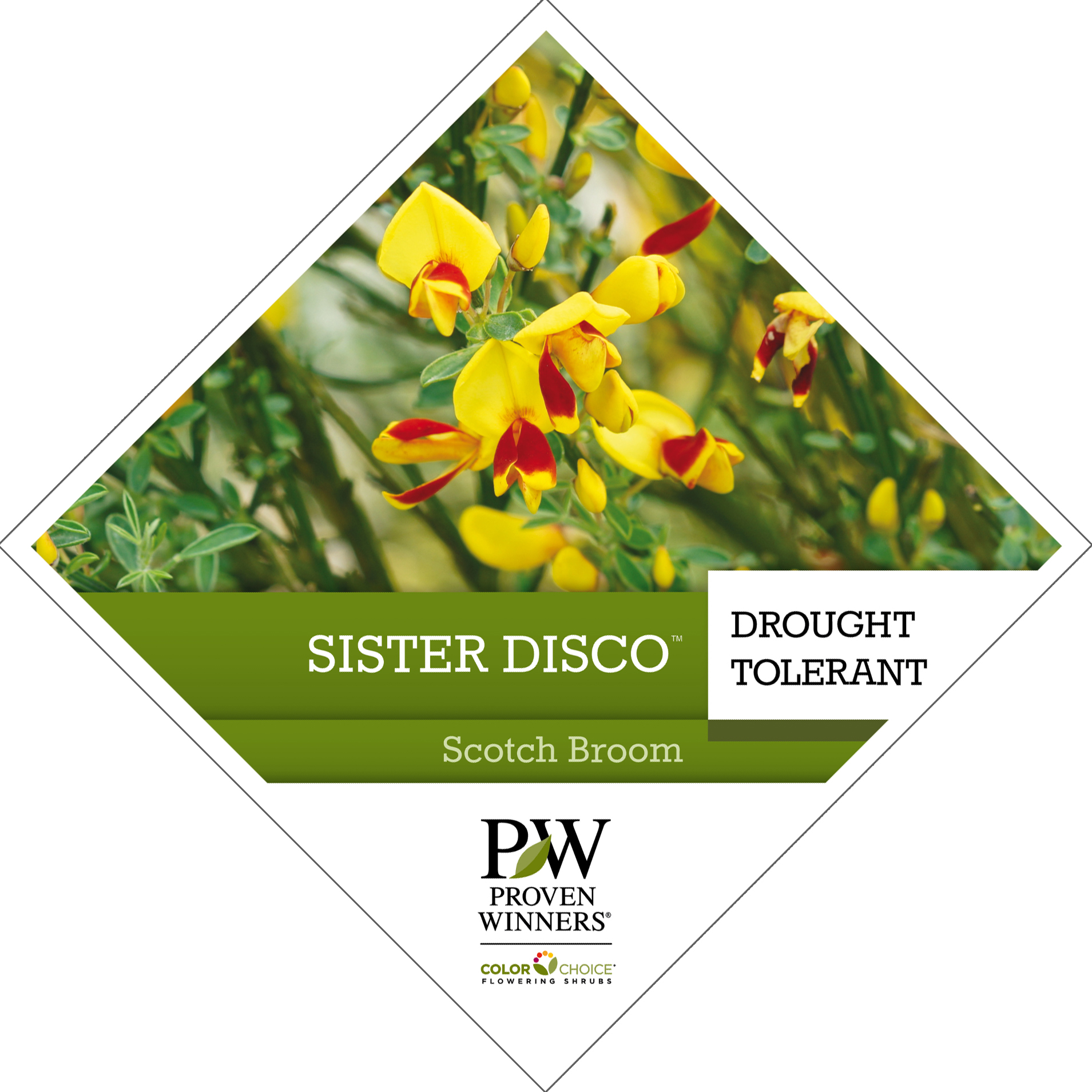 Preview of Sister Disco® Cytisus PDF