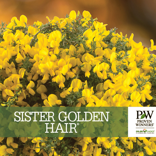 Preview of Sister Golden Hair® Cytisus PDF