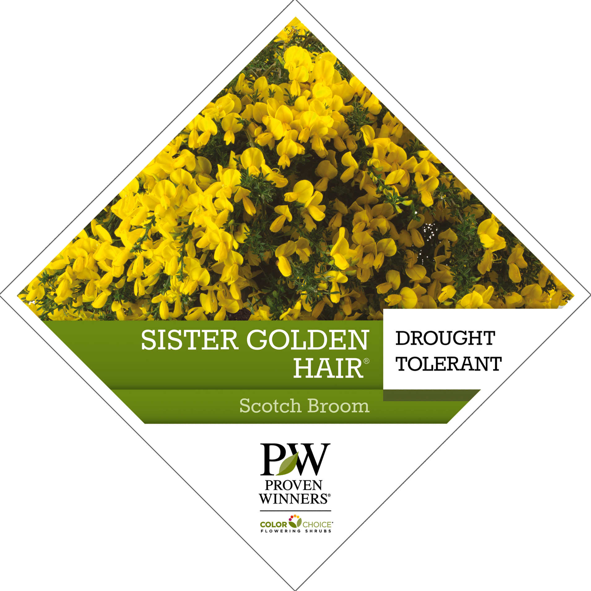 Preview of Sister Golden Hair® Cytisus PDF
