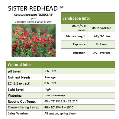 Preview of Sister Redhead™ Cytisus  PDF