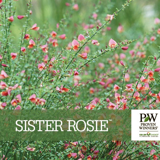 Preview of Sister Rosie® Cytisus  PDF