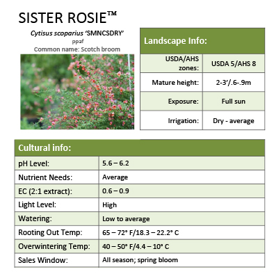 Preview of Sister Rosie® Cytisus  PDF