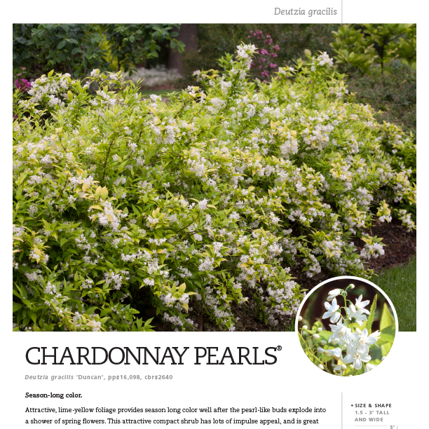 Preview of Chardonnay Pearls® Deutzia spec sheet PDF