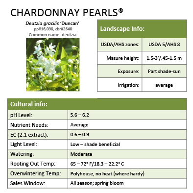 Preview of Chardonnay Pearls® Deutzia grower sheet PDF