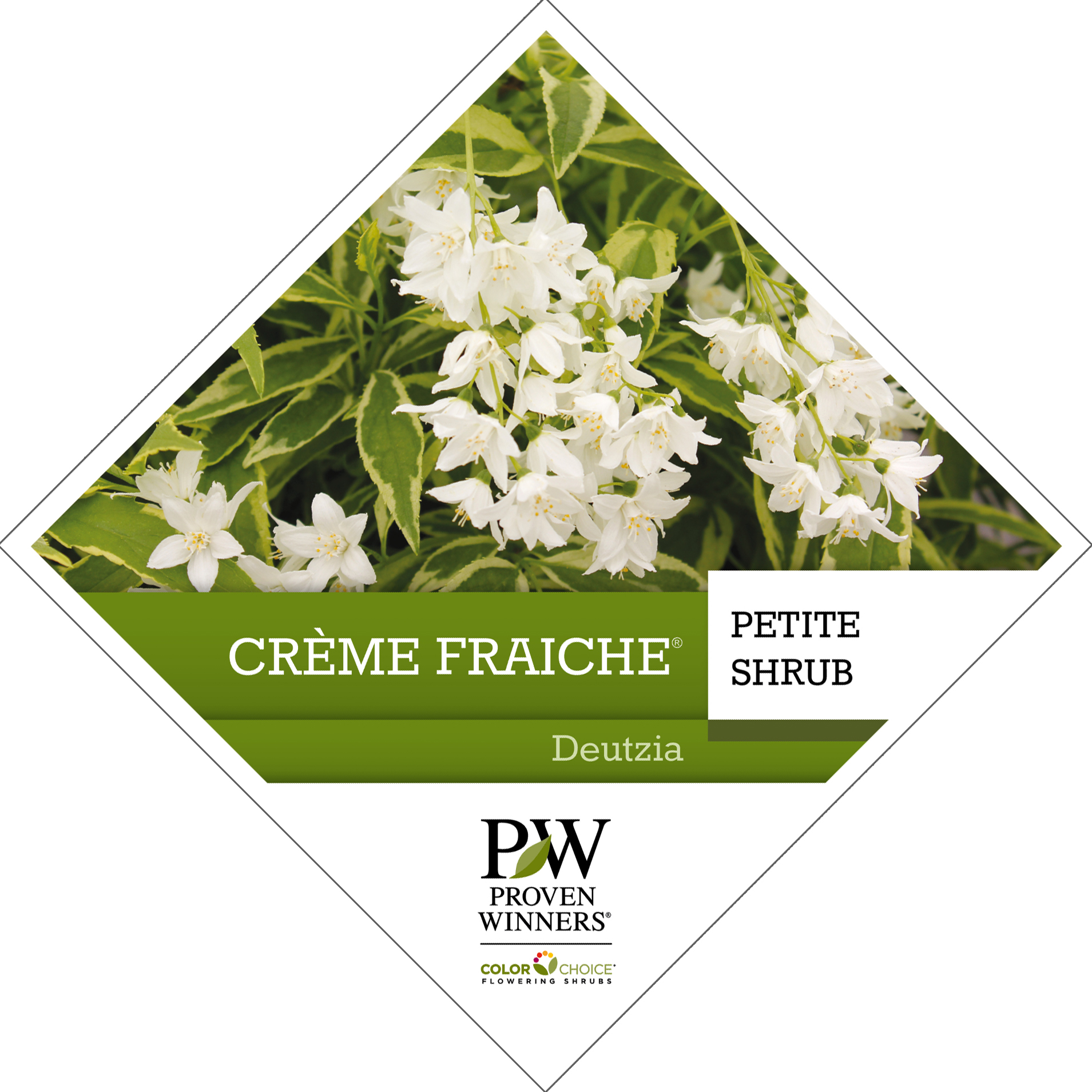 Preview of Crème Fraiche® Deutzia  PDF