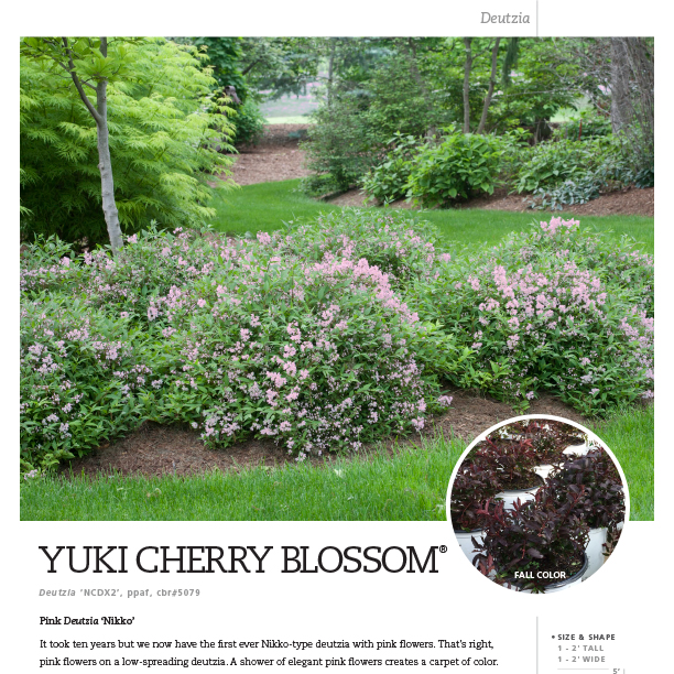 Preview of Yuki Cherry Blossom® Deutzia spec sheet PDF