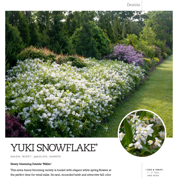 Preview of Yuki Snowflake® Deutzia spec sheet PDF