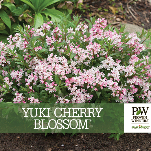 Preview of Yuki Cherry Blossom® Deutzia benchcard PDF