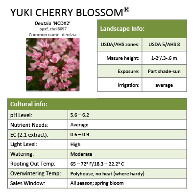Preview of Yuki Cherry Blossom® Deutzia grower sheet PDF