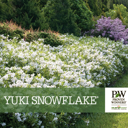 Preview of  Yuki Snowflake® Deutzia benchcard PDF